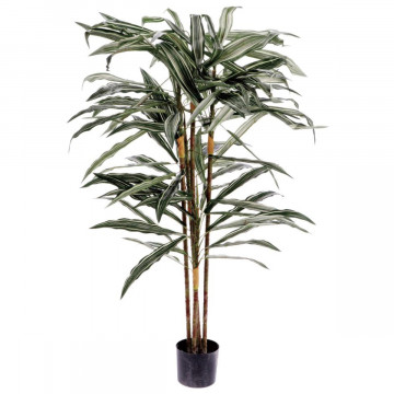 DRACENA IN VASO X...
